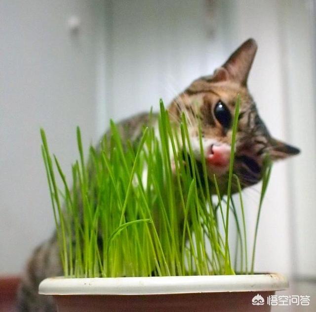 猫草对猫有什么作用（猫草对猫的作用与功效）