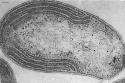 硫化细菌的介绍（硫化细菌是自养还是异养）