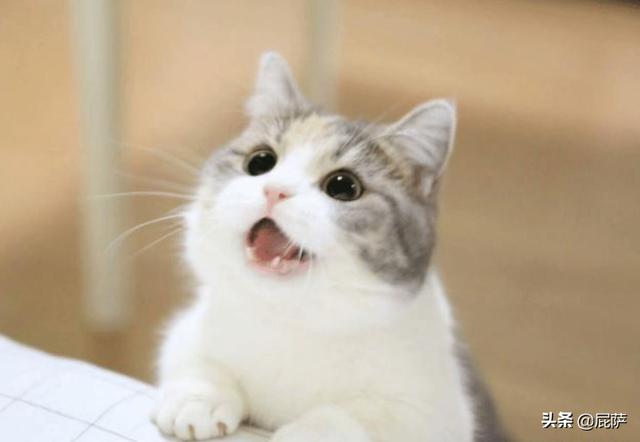 猫咪可以吃鸡蛋吗（猫咪可以吃苹果吗）