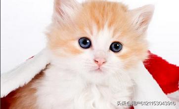 刚出生的小猫怎么养（刚出生的小猫咪怎么喂养）
