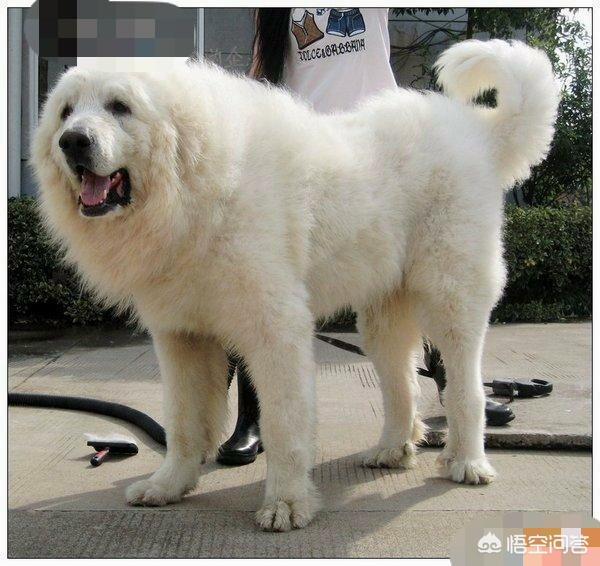 介绍—大白熊犬（大白熊犬是什么品种）