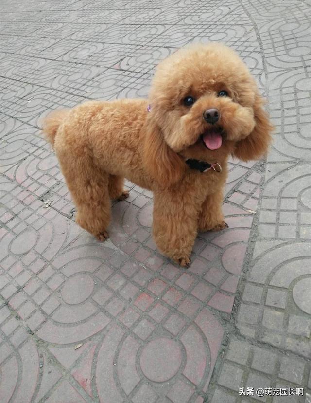 贵宾犬资料简介（贵宾犬资料简介大全）