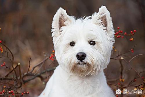西部高地白梗(West Highland White Terrier))