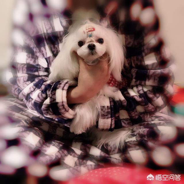 马耳他犬的介绍（马耳他犬优缺点）