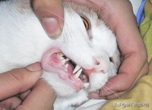 猫眼睛红肿流眼泪发炎了咋办
