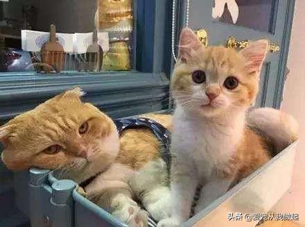 猫一年发情几次（猫一年发情几次每次几天）