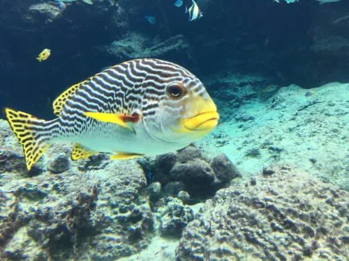 水族箱的种类介绍（水族箱欣赏）