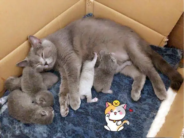 猫妈妈为什么要把小猫到处叼
