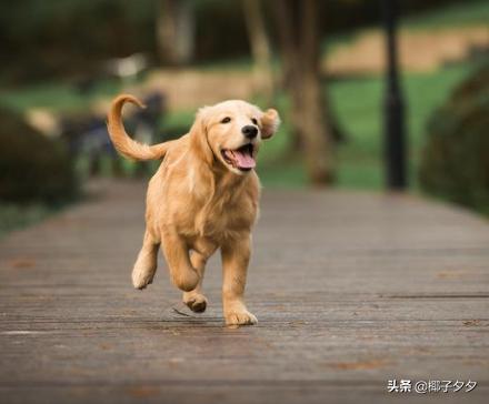 金毛难不难养