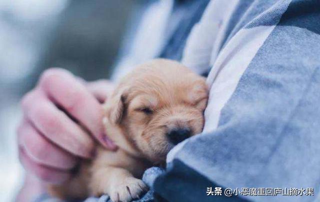 狗狗呕吐是怎么回事 吃什么药