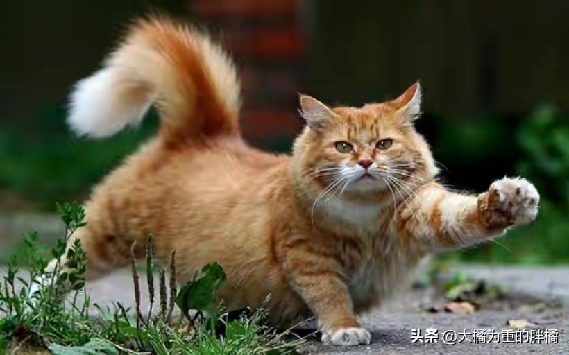 猫咪恨主人的十种表现（猫咪恨主人的十种表现贴吧）