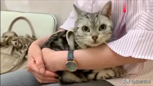 闹猫多久结束（闹猫几天结束）