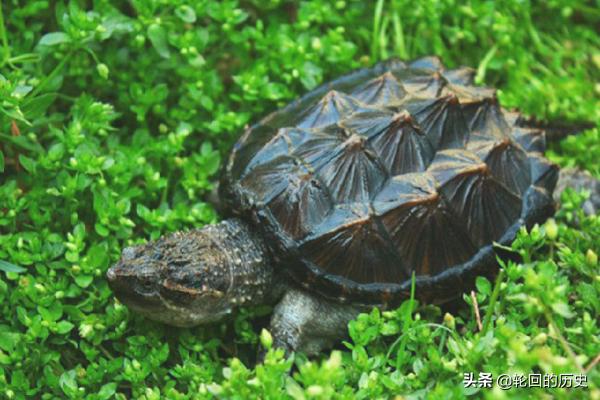 鳄龟的生态养殖（鳄龟养殖注意事项）