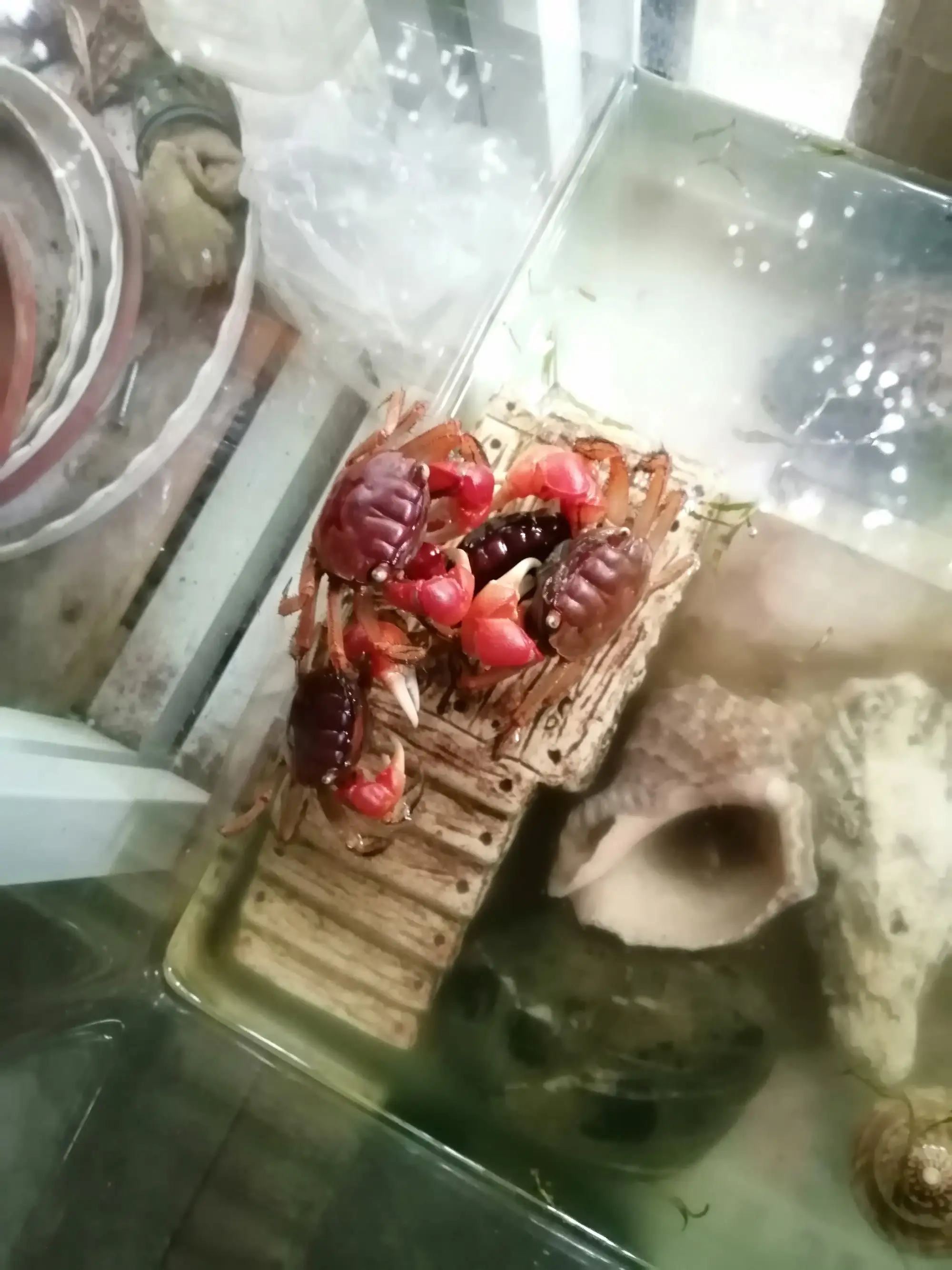 螃蟹吃什么食物好养活（河里的螃蟹吃什么食物好养活）