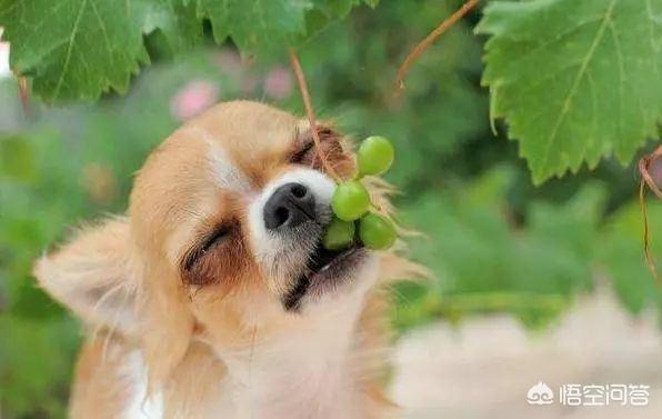 狗狗可以吃葡萄吗（狗狗可以吃葡萄吗为什么）