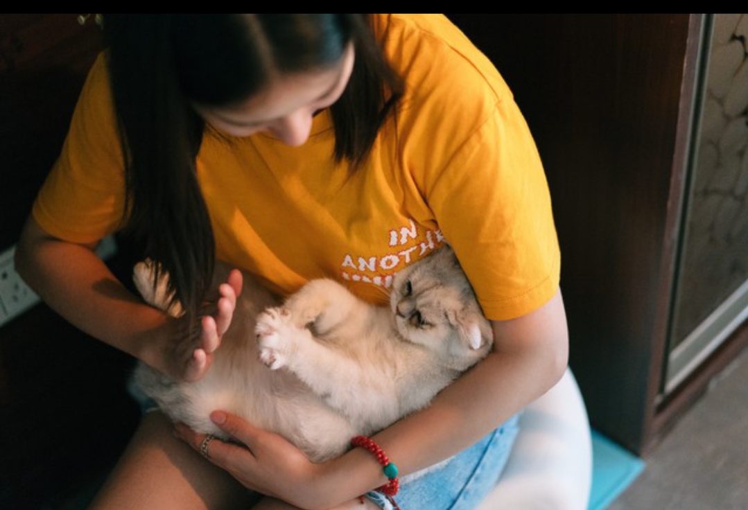 怎么给猫猫洗澡 掌握正确的步骤