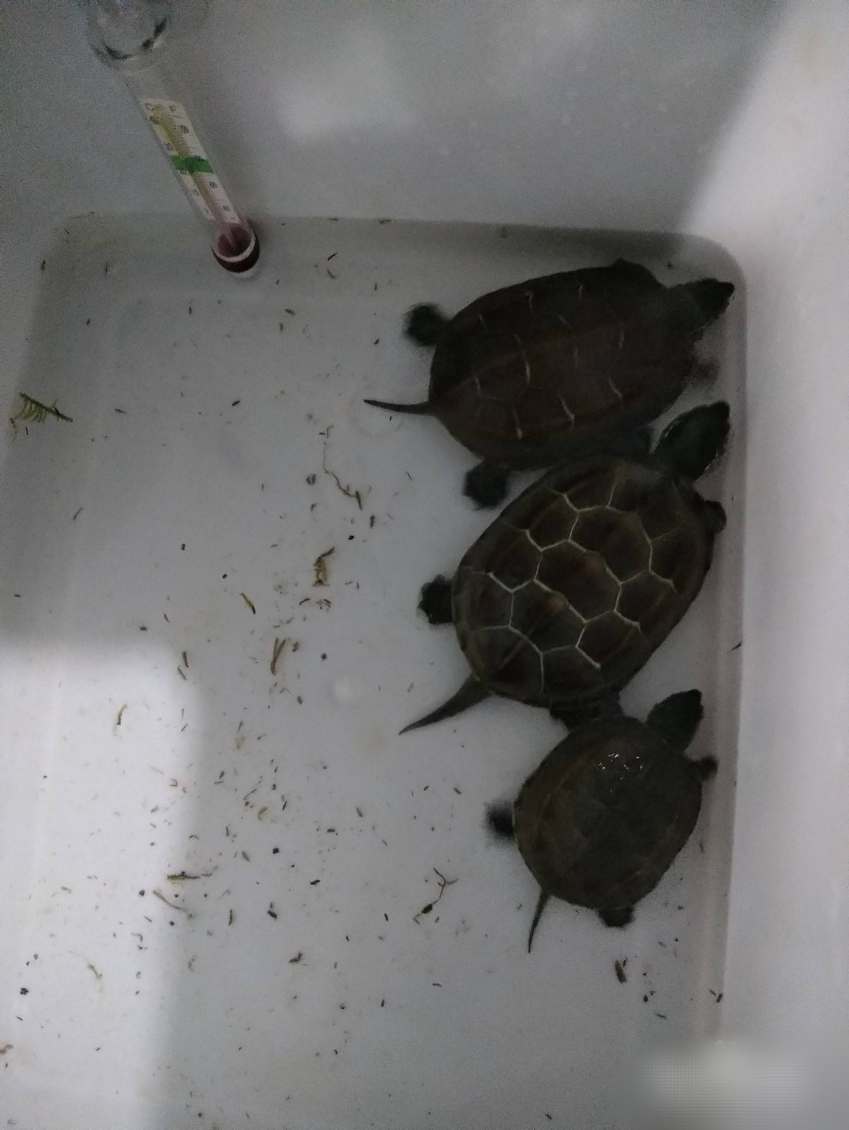 乌龟怎么冬眠 冬眠最佳时间是3~4个月