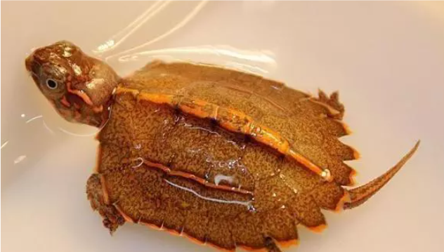 枫叶龟的饲养（枫叶龟饲养密度）