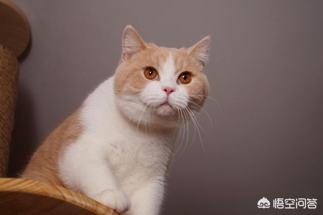 美短猫和英短猫的区别（美短猫跟英短猫的区别）