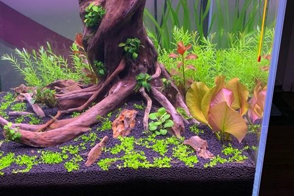 水草品种简介之红荷根（水草红荷根大概会长多高）