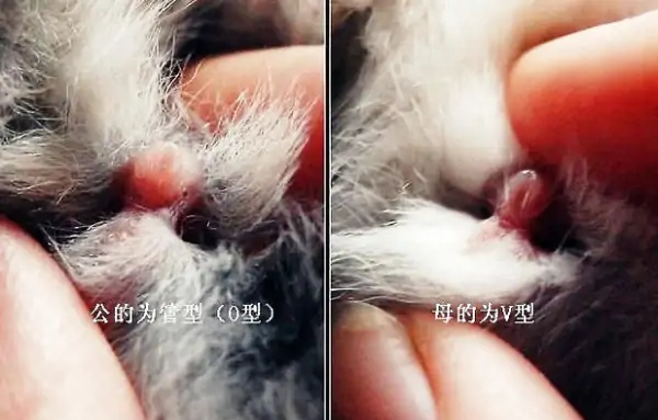 【方法】兔子怎么分公母？如何辨别？