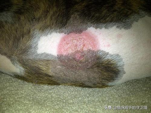 狗狗身上长癣怎么办（狗狗身上长癣是怎么回事）
