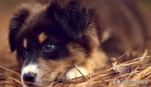 狗狗呕吐是什么原因（狗狗吃草后呕吐是什么原因）