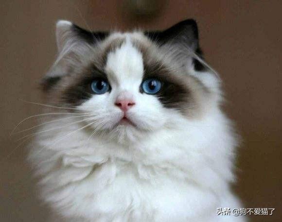 猫咪流眼泪是怎么回事（猫咪流眼泪是怎么回事）