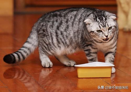 猫便秘的症状有哪些有什么方法