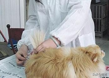 狗的体温正常是多少度（狗的体温正常是多少度左右）