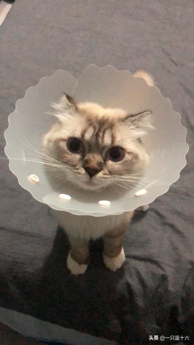 猫发情一直叫怎么办（猫发情一直叫怎么办太吵了）