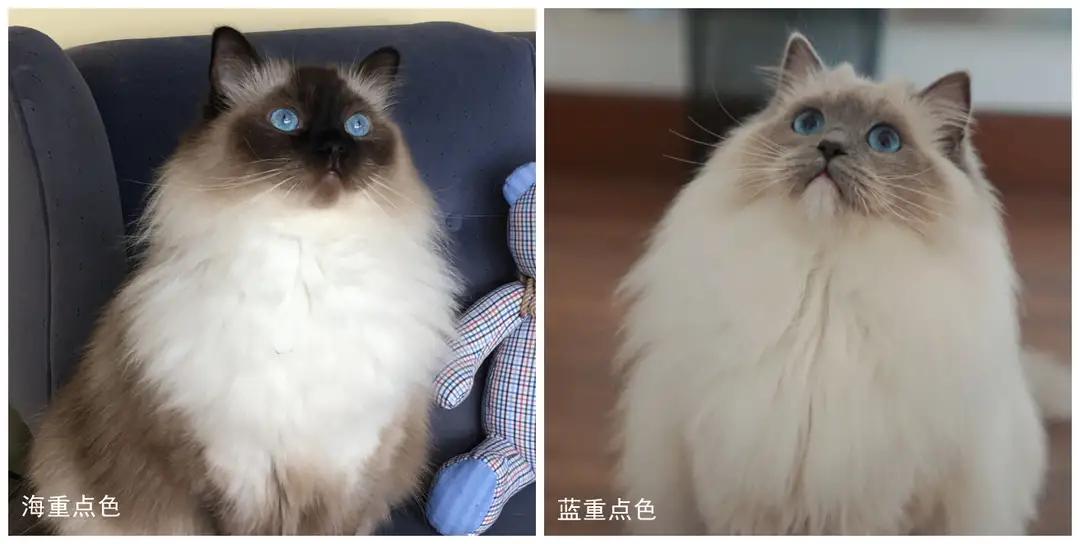 布偶猫什么颜色最贵（布偶猫什么颜色最贵梵色）