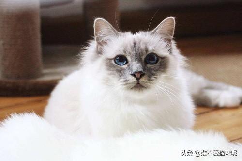 猫咪打喷嚏流鼻涕吃什么药（猫咪打喷嚏流鼻涕带血）