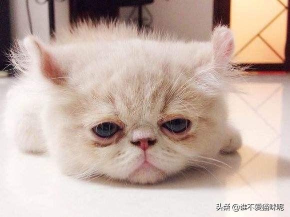 患上猫鼻支多久会死（猫鼻支多久能自愈）