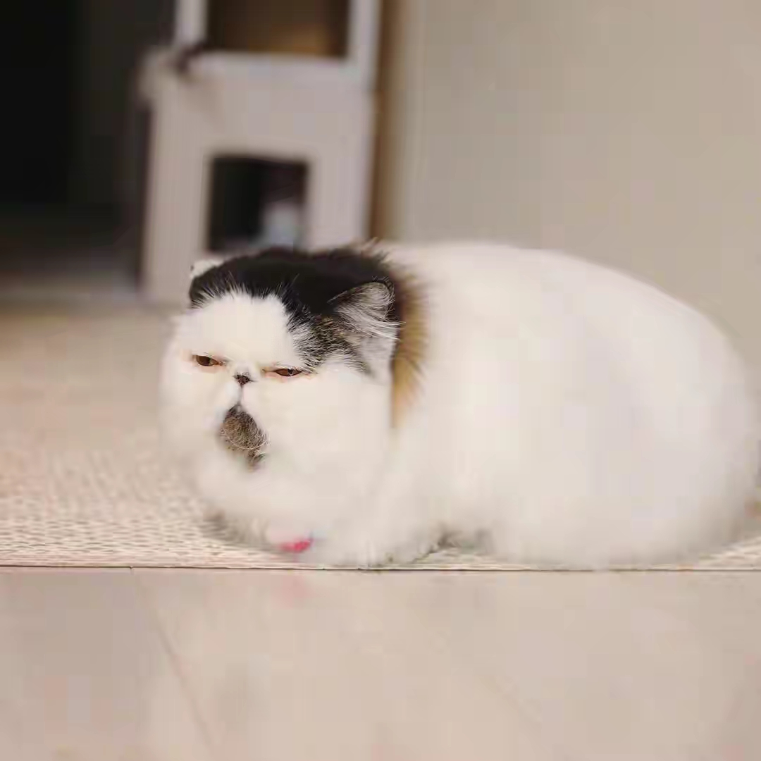 猫减肥怎么减肥（猫咪怎么减肥效果好）