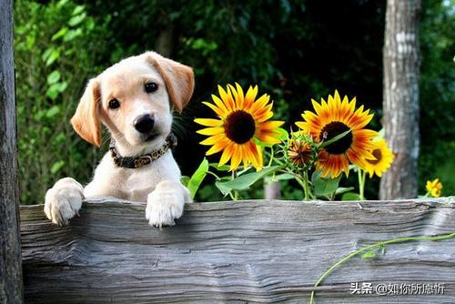 狗狗怀孕几个月生（狗狗怀孕几个月生产狗生产全过程）
