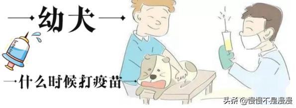 幼犬什么时候打第一针疫苗（狗狗3针疫苗一共多少元）