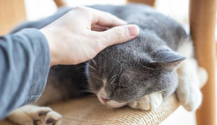 猫应激反应会自愈吗（猫应激反应会死吗）