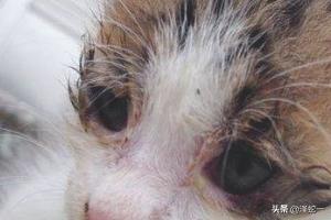 小猫咪眼屎多是什么原因（小猫咪眼屎很多怎么办）