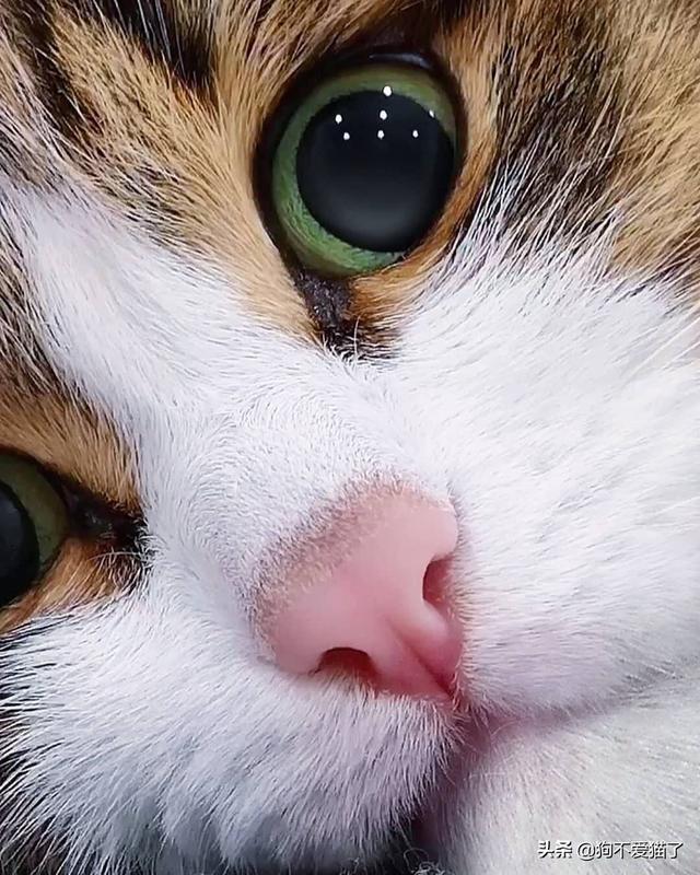 猫口腔炎能自愈吗（猫口腔炎症状及治疗方法）