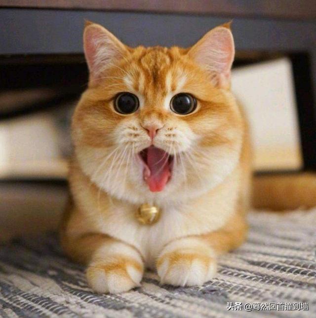 猫不吃东西还呕吐是什么原因