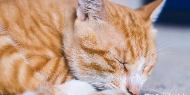 没有猫粮给小猫吃什么（没有猫粮可以给小猫吃什么）
