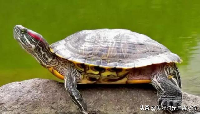 巴西龟能长多大（巴西龟能长多大一只）