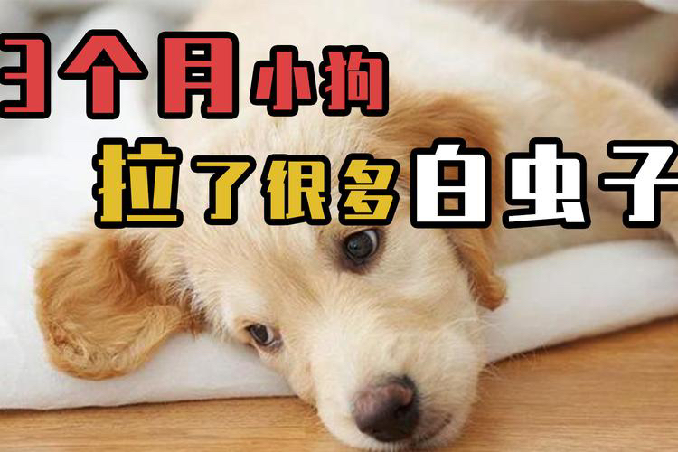 小狗拉出来白色长长的虫子