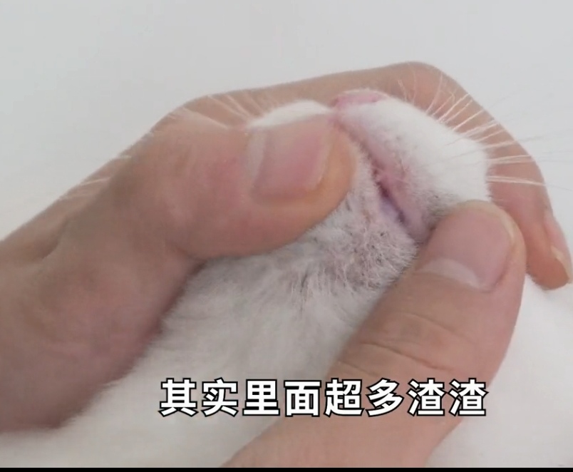 猫咪黑下巴怎么办!？新手建议收藏？？
