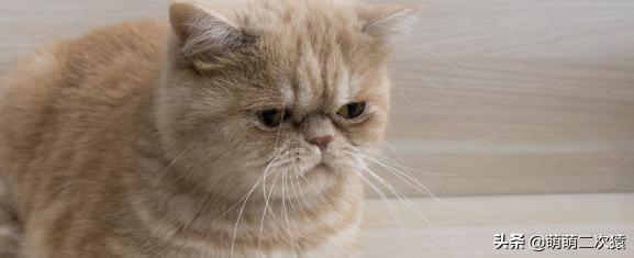 猫咪几个月开始认主人（猫咪几个月大开始认主）