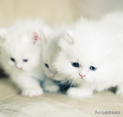 猫疫苗有哪些（猫疫苗有哪些三联疫苗价格）