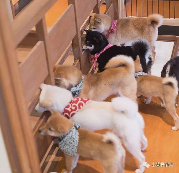 小柴犬生长正常对照表（小型柴犬能涨多少斤）