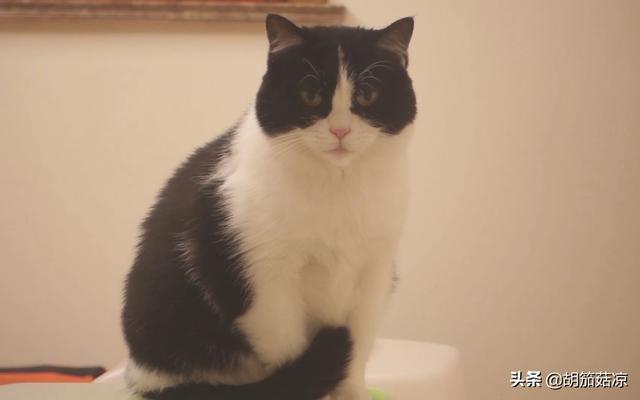 猫鼻支吃什么药最有效（猫鼻支吃什么药好得快）