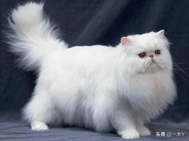 猫咪可以吃玉米吗（猫咪可以吃玉米吗煮熟的）